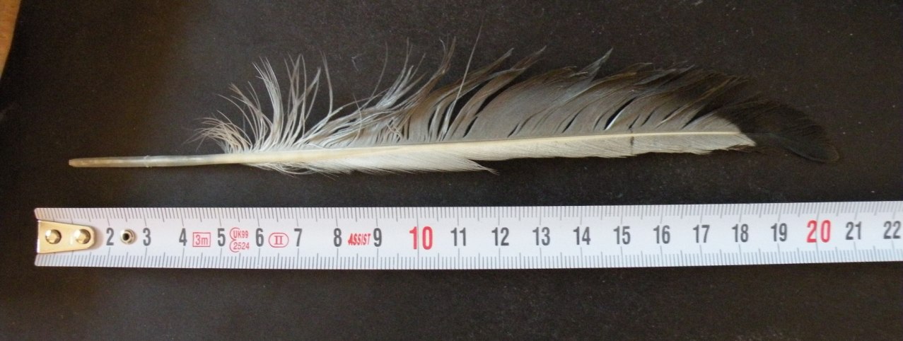 alcune penne di gabbiano